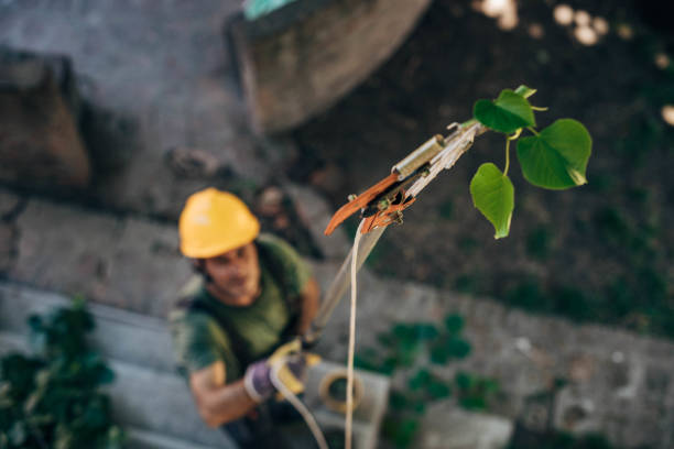 How Our Tree Care Process Works  in  Lake City, GA