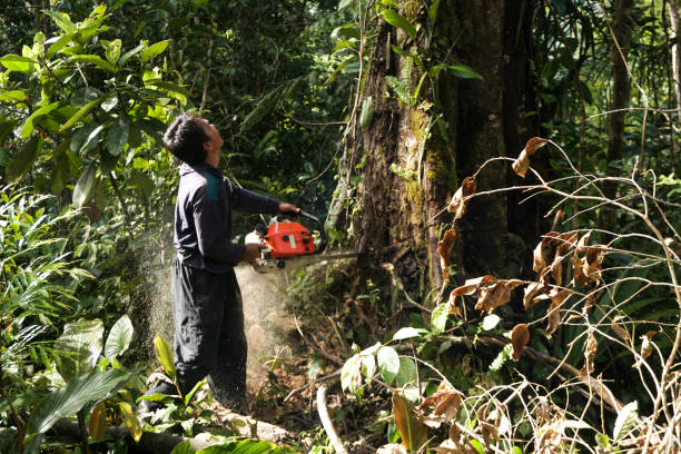 Trusted Lake City, GA Tree Services Experts