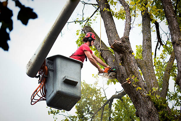 Best Tree Removal  in Lake City, GA